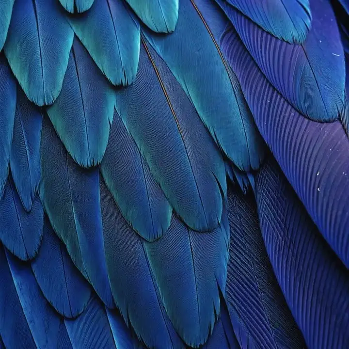 Layered blue and teal feathers overlapping