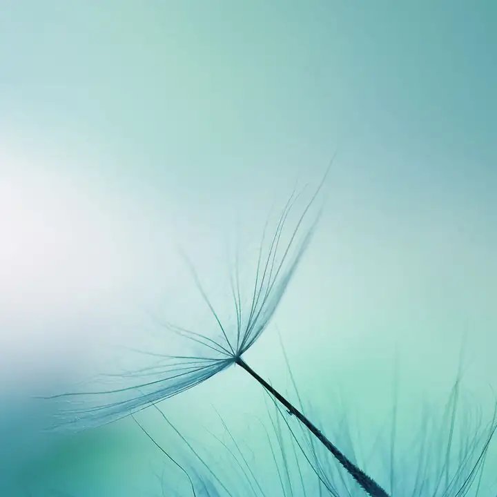 A single dandelion seed against soft teal