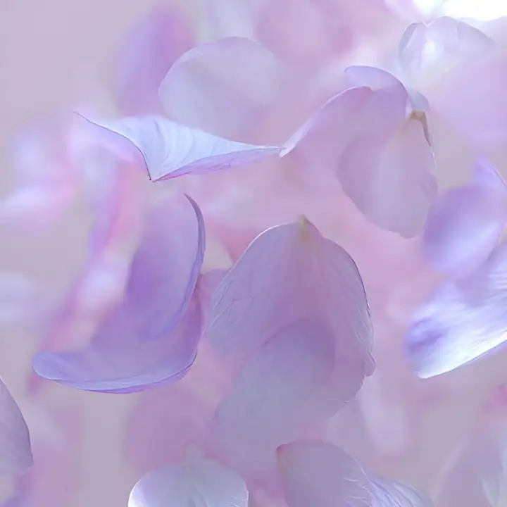 Lilac petals overlapping in close view