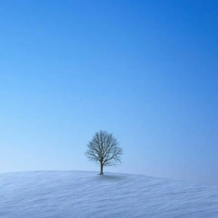 A single bare tree in deep snow under blue sky