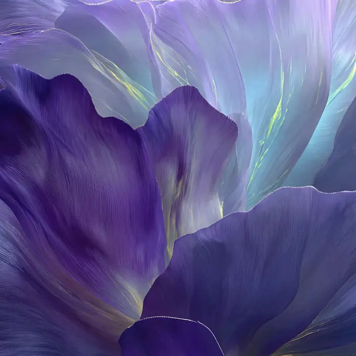 Deep purple iris petals unfolding