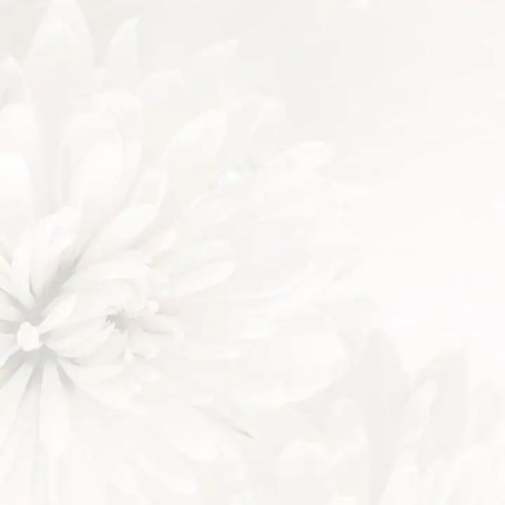 A white chrysanthemum opening, petal by petal