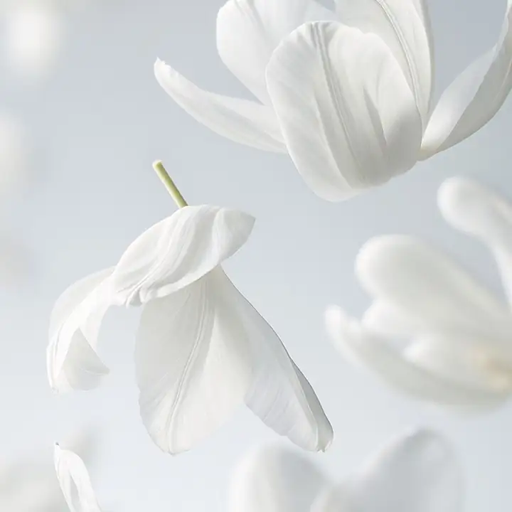 White tulips caught mid-fall against grey