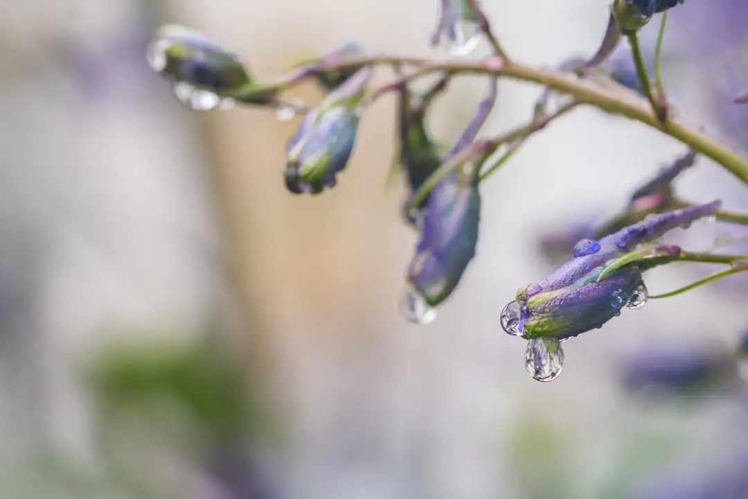 Water droplets hanging from purple flower buds