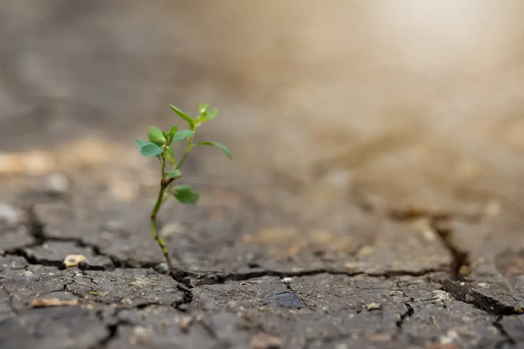 A small green seedling growing through cracked dry ground